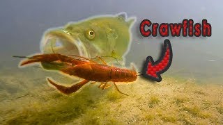 HOW Does A Bass Eat A Crawfish  Live Crawfish GoPro Footage Vol 2 [upl. by Yruok]