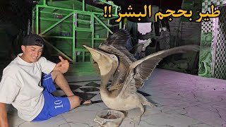 أكبر الطيور في العالم  البجع العملاق  يأكل أكثر من 10 كيلو في اليوم  صدمني 😨 [upl. by Hsuk]