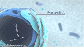 Discover microRNA origins and the latest technology for miRNA research [upl. by Bergerac]