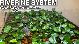 Anubias and Buce Emersed Propagation  RIVERINE SYSTEM  One Month [upl. by Ajidahk]