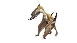 What Is a Pterosaur [upl. by Anikes]