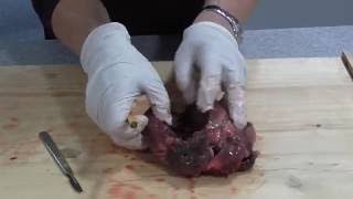 Heart dissection Required Practical Activity AS and A level [upl. by Ydnyl]