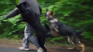 Personal Protection Dogs Working as One German Shepherds  Belgian Malinois [upl. by Elleiad]