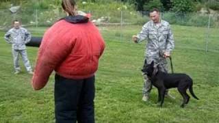 Military working dogs at Hanscom [upl. by Agata220]