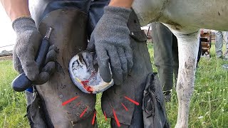 This horse COULDNT walk horses hoof was ROTTEN the smell was HORRIBLE [upl. by Nennerb132]