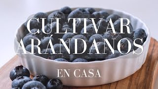 🫐 Cultiva tus Arándanos en Casa paso a paso Sembrar Arándanos en maceta 🫐🪴 [upl. by Spence]