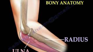 Anatomy Of The Elbow Animation  Everything You Need To Know  Dr Nabil Ebraheim [upl. by Mirna]