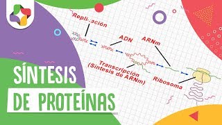 Síntesis de proteínas  Biología  Educatina [upl. by Kayley]