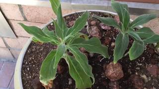 ECHIUM FASTUOSUM Pride of Madeira [upl. by Yniatirb]