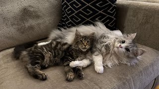 Giant cat adopts new kitten as his own So Cute [upl. by Chaddy]