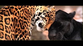 Attack Jaguar animal  Amazing Jaguar Hunting [upl. by Anawal]