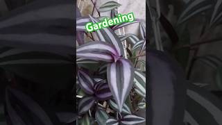 Gardening Cutting soilyt shorts subscribe 🙏👍❤️ [upl. by Erda]