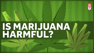 Is Marijuana Harmful to Health [upl. by Curkell]