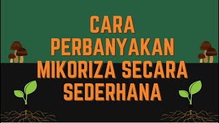 CARA PERBANYAKAN MIKORIZA SECARA SEDERHANA  KKN SENANDUNG PUNUNG 2021 [upl. by Nirol]