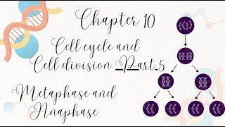 Chapter 10  Cell Cycle and Cell Division Class 11 Part 5PhasesMetaphase and Anaphase pcbrealm [upl. by Hoyt668]