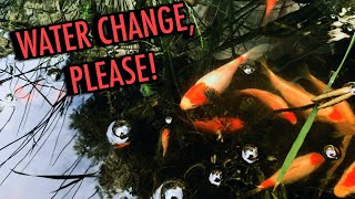 How To Clean a Stock Tank Pond Weekly  Easy DIY Pond Maintenance [upl. by Nadean]