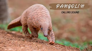 Pangolin Calling Sound [upl. by Antoinetta966]