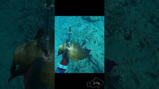 Spearfishing Roi Kona Hawaii [upl. by Chloris653]