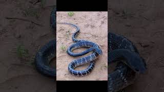 Common Krait Snake  Bungarus Caeruleus Pics [upl. by Threlkeld635]