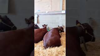 BRITISH SIMMENTAL COWS AT THE ROYAL NORFOLK SHOW 2024 shorts cows farm theroyalnorfolkshow beef [upl. by Ayital211]