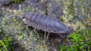 Woodlice [upl. by Laris]