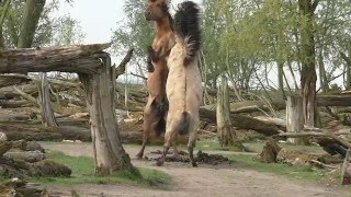 Fighting wild Konik horses demonstrate their power [upl. by Ramed]