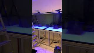 New aquarium 2000L with Oase 850 Thermo filters [upl. by Yemar722]