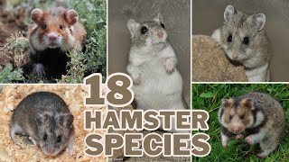 Meet the 18 Hamster Species 🐹 [upl. by Anoi]