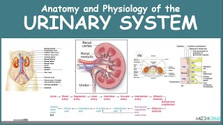 Anatomy and Physiology of the Urinary System Simplified [upl. by Kutchins]