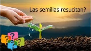 Semillas Divinamente Diseñadas El Misterio de la Vida en Cada Grano [upl. by Lymann]