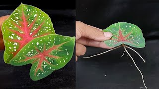 Tips for propagating Caladium Bicolor Plants with Leaves in Water [upl. by Rramal]