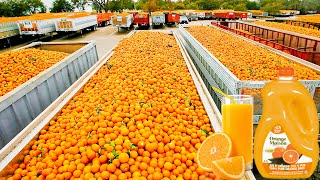 How Orange Juice Is Made In Factory  Fresh Orange Juice Factory Process [upl. by Omero878]