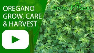 Oregano plant  growing care amp harvest [upl. by Marcelline732]