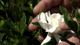 Dont prune gardenias until late May early June [upl. by Maryn]