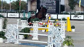 Jowel HBC Clear over the fences in the 2 Grand Prix of Peelbergen 17824 [upl. by Eanil740]