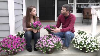 Surfinia Summer Double Petunias Plant Up Your Front Steps [upl. by Annoyt]