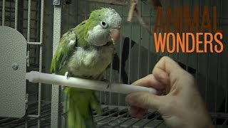 The Truth About Chopsticks the Quaker Parrot [upl. by Hutner817]