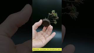 【豆盆栽】杜松 Needle Juniper [upl. by Jonme]