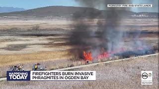 Firefighters burn invasive phragmites in Ogden Bay [upl. by Oram]