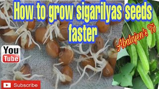 HOW TO GROW SIGARILYAS FASTER [upl. by Junina489]