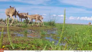 Saiga antelope in Mongolia [upl. by Siurtemed]