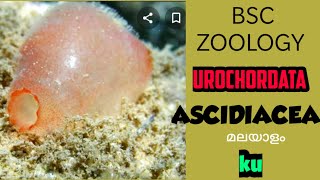 BSC ZOOLOGYASCIDIACEAurochordata2Animal diversity2SEM2 [upl. by Tien]