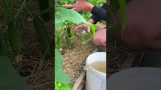 THE BEST FEED FOR CUCUMBERS [upl. by Tihor]