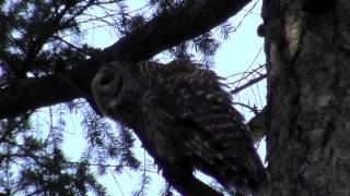 2 Barred Owls Talking [upl. by Walter46]