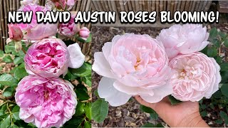 My New David Austin Roses Are Blooming [upl. by Lerak]