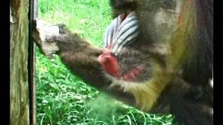 Tool use in mandrills [upl. by Osric529]