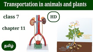 Transportation in Animals and Plants  chapter 11  class 7  CBSE  explain in Tamil [upl. by Napra]