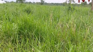 Climate change forces pastoralists in Nakaseke to grow drought resistant grass for their cattle [upl. by Thetes263]