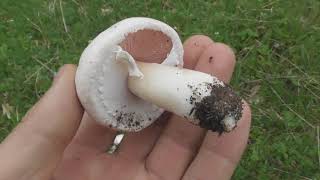 Agaricus campestris the field mushroom or in North America meadow mushroom [upl. by Adaha718]