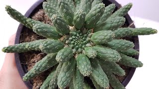 Euphorbia Inermis [upl. by Hakvir]